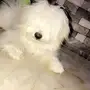 كلبه انثي للبيع لعوبه ونظيفه 