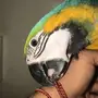 مزاد علي مكاو فرخ