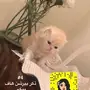 كيتن للحجز 