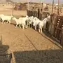 طليان ورخال 