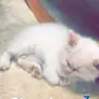 شيرازي للبيع في الرياض 