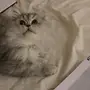 قطه شيرازي للبيع 