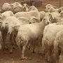 غنم حريات 38 تحتة 38