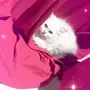قطه للبيع 