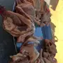 حمام فرنسي لاحم