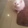 كيتن هاف بيكي هملايا للبيع 