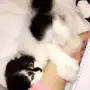 قط شيرازي مع مستلزماته (شهرين)