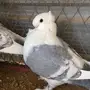 زوج ستنايت 