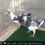 مجموعة حمام - القصيم 
