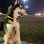 كلب هاسكي عمره 6 شهور