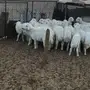 هرافي حبص طيبه 