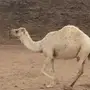ناقه رياع طيبه 