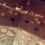 طيور زيبراء هولندي