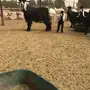 تيس عارضي