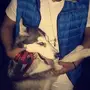 كلب هاسكي أصيل - فراء طويل