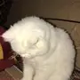 قطه شيرازي 