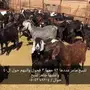 ماعز للبيع