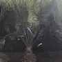 نخل واشنطن امريكي 