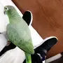 ببغاء أمازوني اليف  للبيع 