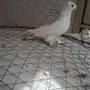 ذكر صفاقي مستوى 