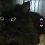 قط اسود