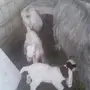 عنز معه ثلاث