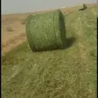 اللبيع لفات صافي وناعم شد طيب. إنتاج هذي السنه