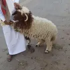 غنم نعيمي هرفي وجذع ذبح وتقطيع وتوصيل