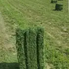 اللبيع برسيم مخلوط مع شعير خفيف