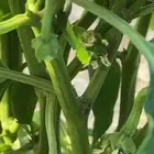 شتلات فلفل شقراء للبيع