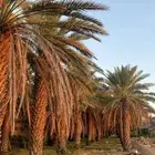 نشتري نخل نقايل طوال