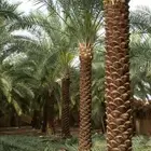 نخل مثمر للبيع نخيل صقعي مجدول اخلاص سكري نخل واشنطني
