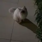 بريده القصيم