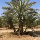 فروخ خضري نظيفه وعلى الشرط وفروخ مشكلات