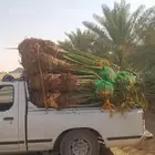 سلام عليكم عندنا الفسيل المثمره صقعي سكر روثن برني اخلاص