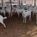 تيوس جدعان مناسبات