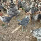 صوص فيومي شبابي