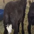 خروف
