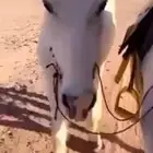 للبيع خيل صنف
