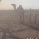 لقحة ام ثالث منتج ولقحه علئ بعير طيب