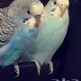 للبيع زوج بادجي