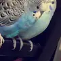 للبيع زوج بادجي  ادخل واختار السعر اللي يرضيك