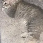 قطط للتبني المستعجل
