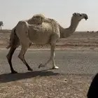 ناقه لقحه للبيع طيبه