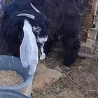 عنز عارضيه جذعه طيبه فيها حليب