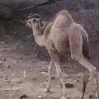ماشاء الله تبارك الله بكره لبانيه. العمر 3 شهور