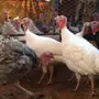 للبيع ذكور رومي 