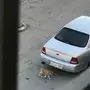كلب لتبني 