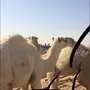 قعدان للبيع