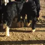 للبيع سبع رخال نجد